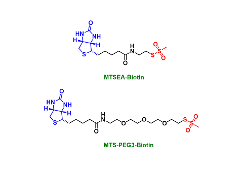 Biotinylated MTS reagents